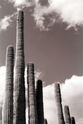 Organ Pipes