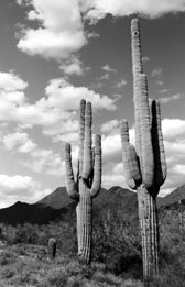 Saguaro Sentinels