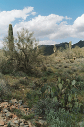 Cactus Coloring Photo