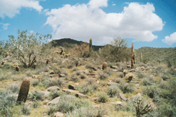 Cactus Pastoral Photo