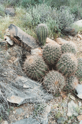 Saguaro Swirl Photo