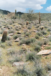 Stepping Stones