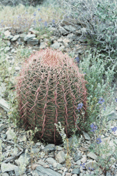 Prickly Pink Petals