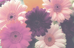 Pretty in Pink Daisy