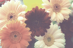 Summer Morning Daisies