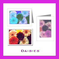 Daisy Photos