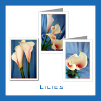 Lily Photos