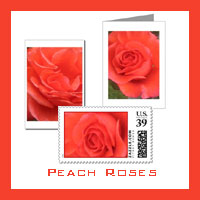 Peaach Rose Photos