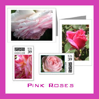 Pink Rose Photos