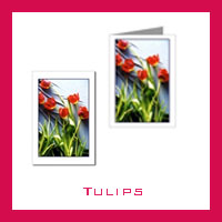 Tulip Photos