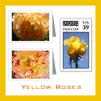 Yellow Rose Photos