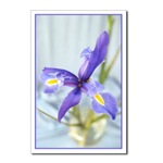 Awaken Iris Postcard