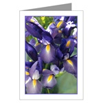 Ballet Iris Card