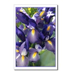 Ballet Iris Postcard