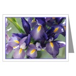 Cascade Iris Card