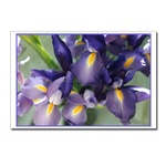 Cascade Iris Postcard