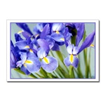 Spring Iris Postcard