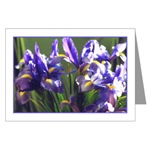 Twirl Iris Card
