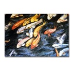 Michelle's Koi Fish Postcard