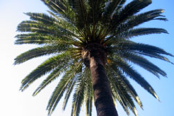 La Jolla Palm