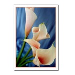 Silk Parade Lily Postcard