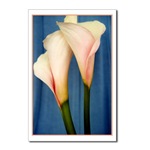 Tango Lily Postcard