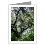 Moss Canopy Card