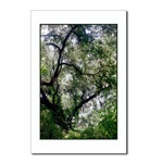 Moss Canopy Postcard
