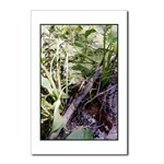 Snake Sunbath Postcard