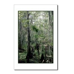Swamp Serenity Postcard