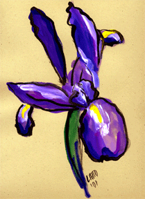Aeronautical Iris