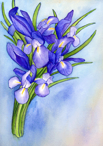 http://www.donnabellas.com/image2/painting/irises/WC-iris-bouquet.gif
