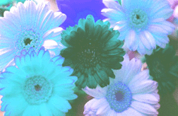 Blue Moon Daisy