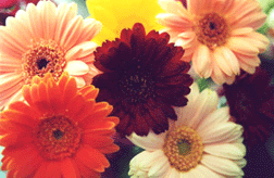 Vibrant Daisies
