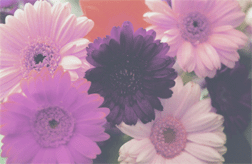 Perfect Purple Daisies