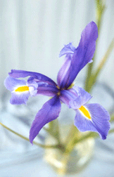 Awaken Iris Photo