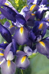 Ballet Iris Photo