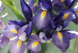 Cascade Iris Photo