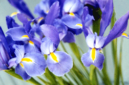 Spring Iris Photo