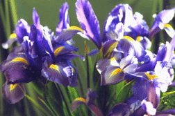 Twirl Iris Photo