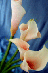 Silk Parade Lily Photo