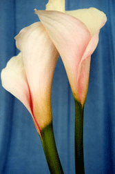 Tango Lily Photo