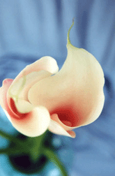 Vortex Lily Photo