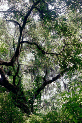 Moss Canopy