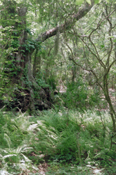 Primordial Landscape