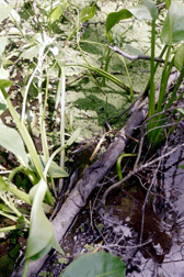 Snake Sunbath Photo