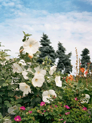 Vineyard Garden Photo