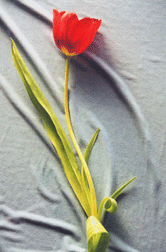 Kerstin's Red Tulip Photo