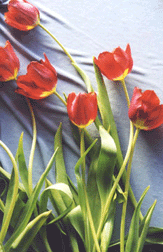 Kerstin's Red Tulips Photo