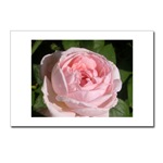 Pink Rose Postcard